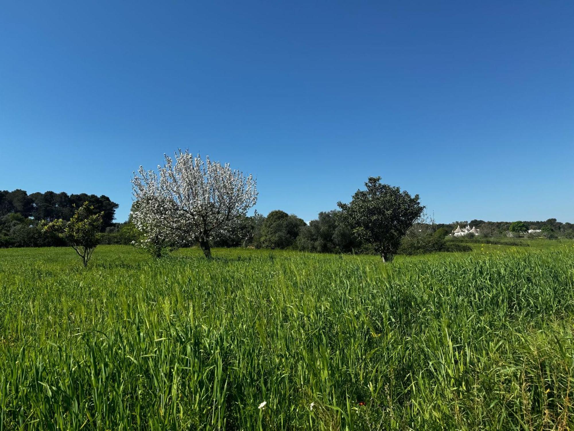 Villa Trulli Del Sole Martina Franca Exterior foto